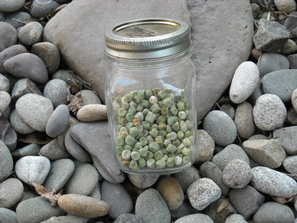 Sugar Snap Seeds