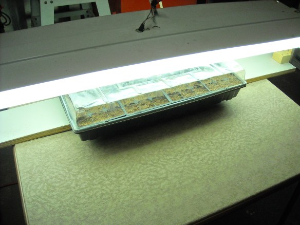 Seed starting tray under lights