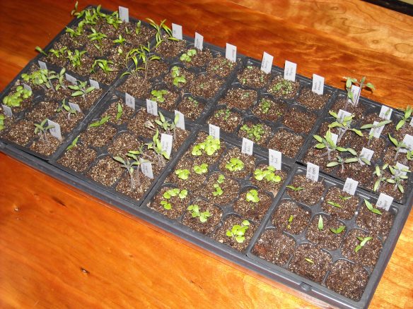 Tray of seedlings