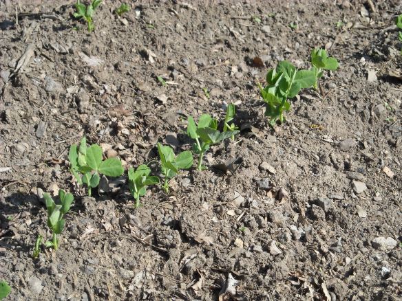 Pea seedlings