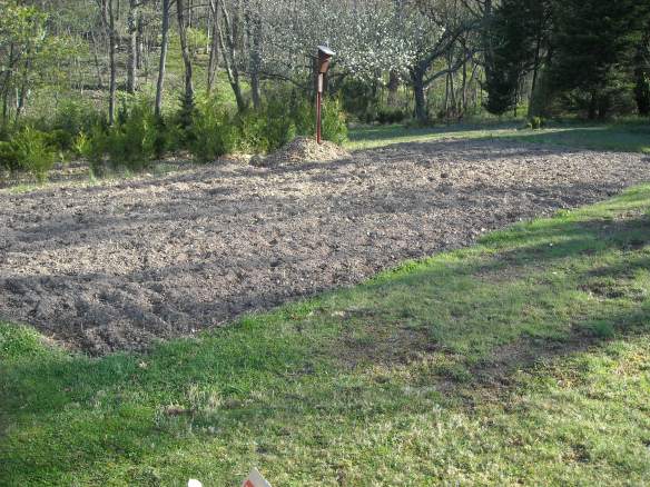 The potato patch before the planting