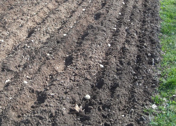 A row of planted potatoes