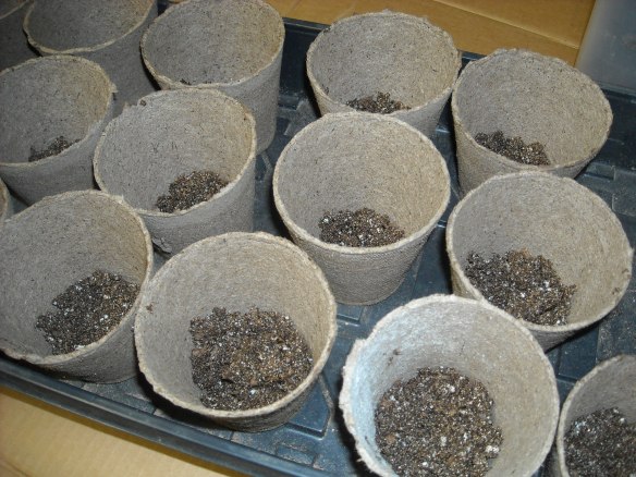 Tray of transplant pots.