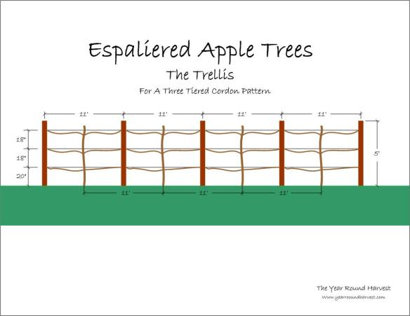 Graphic image of an apple espalier trellis