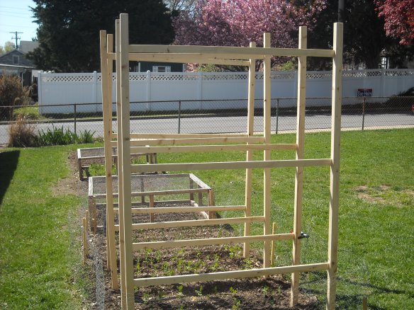 Pea fences installed in the garden.