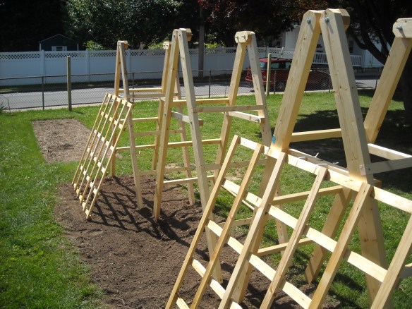 Tomato ladders with cucumber trellises.