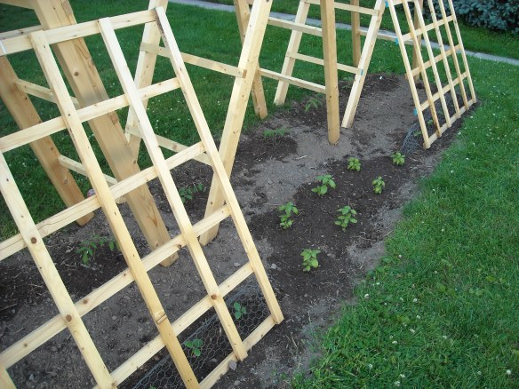 Tomatoes, Cucumbers, and Basil plants.