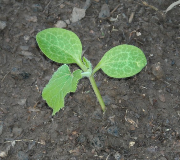 A close up of a summer squash plant.