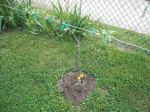 Espalier apple tree a few weeks after planting.