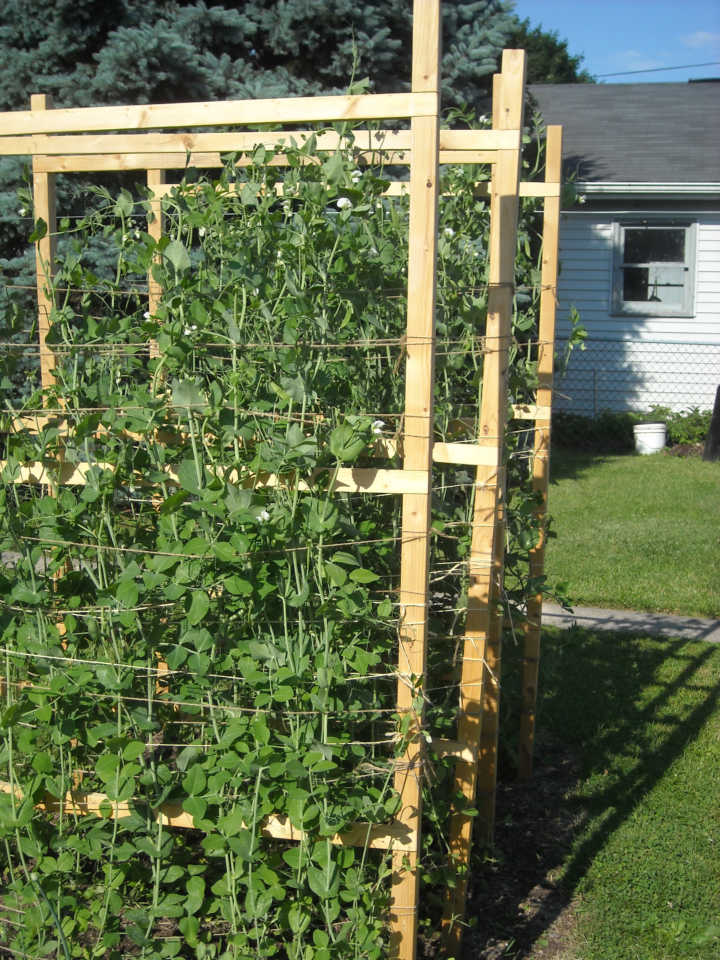 Pea Fences w/ Peas 1 Pea fences load with peas.