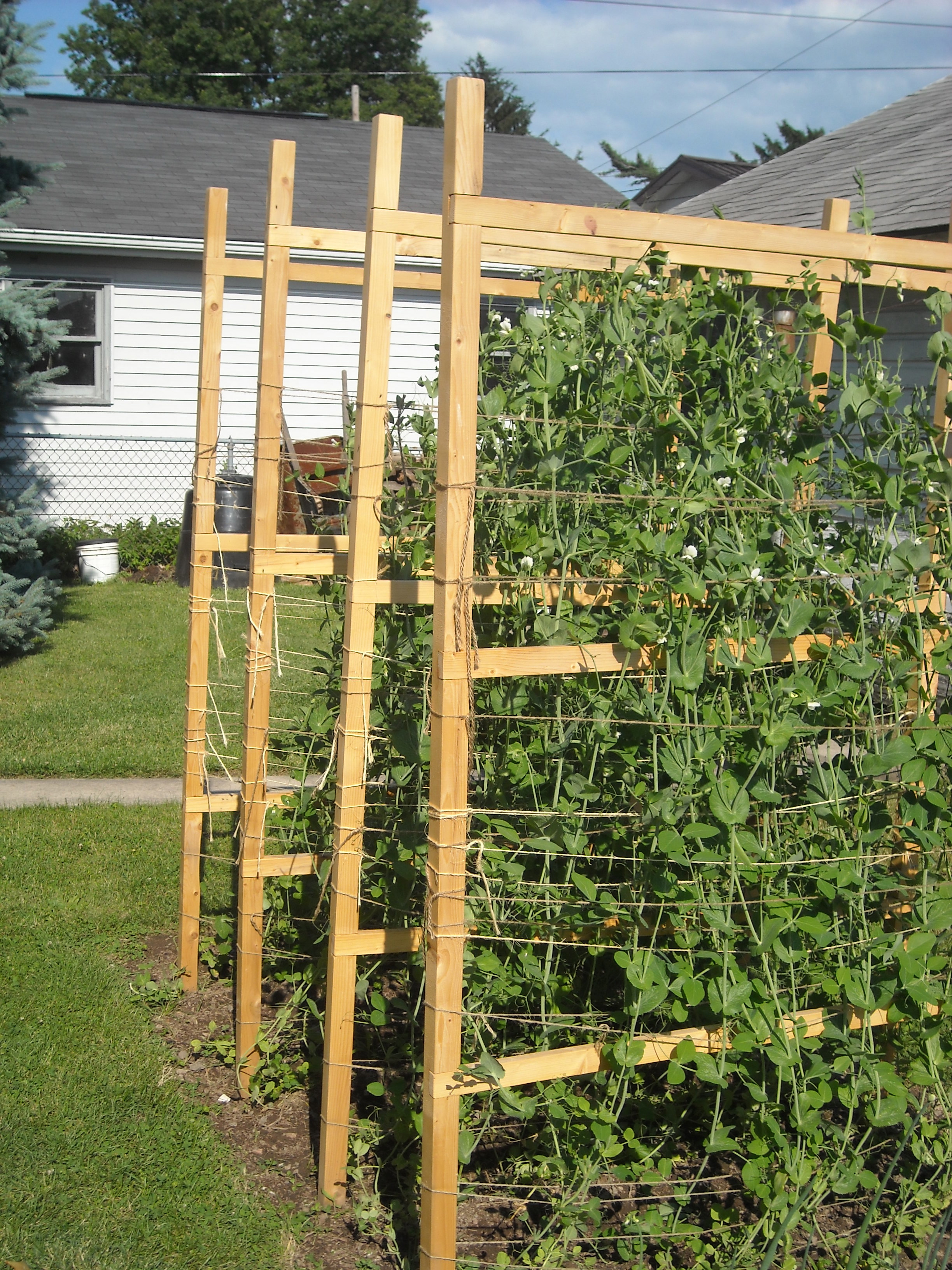 Pea Fences w/ Peas 2 Pea fences load with peas.