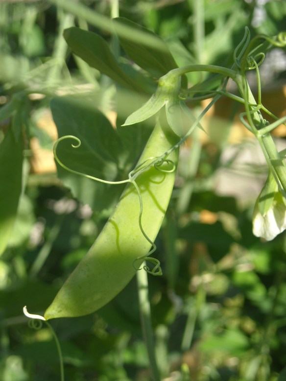 Sugar Snap Pea Close up of a sugar snap pea.