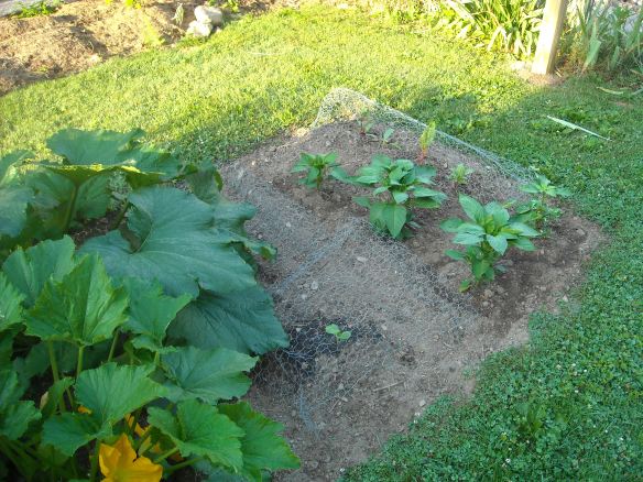 Pepper plants growing in the garden.