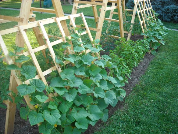 Tomato ladder and cucumber trellis.