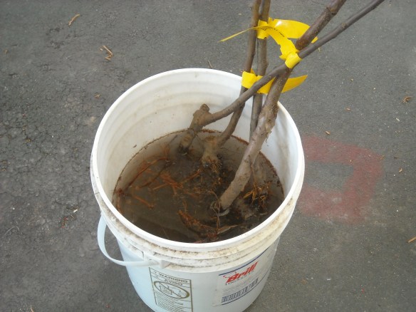 Apple trees soaking in a bucket of water.