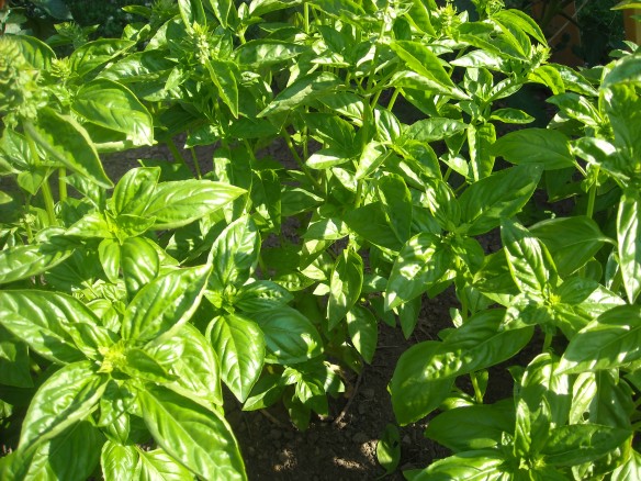 Close up of some basil plants.