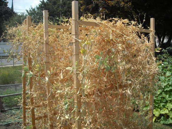 Dried sugar snap pea plants.