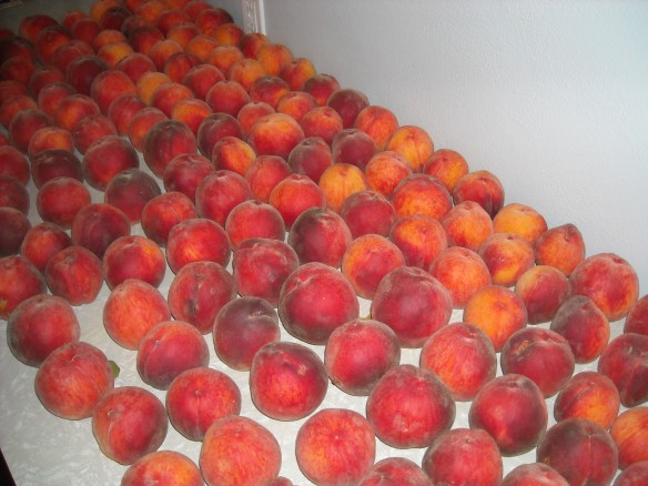 Fresh peaches on the countertop.