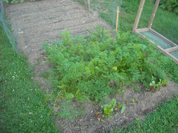 Garden plot with carrots and swiss chard.