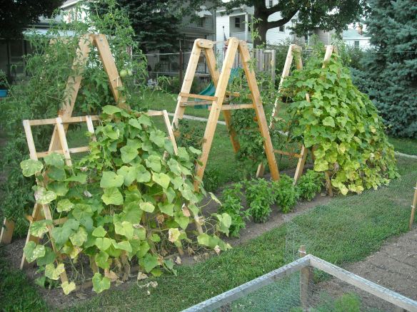 Garden plot with tomatoes, cucumbers, and basil.