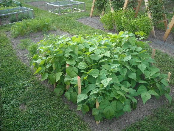 Rows of green beans in the garden.