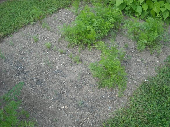 Rows of carrots in the garden.