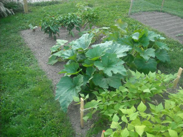 Zucchini plants and pepper plants in the garden.