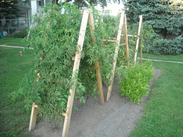 Tomato plants growing on tomato ladders and basil plants.