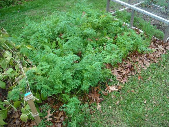 Carrots growing in the winter garden.
