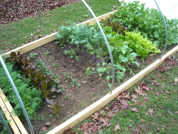 Winter garden bed of greens.