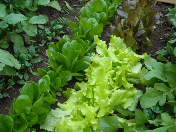 Rows of winter greens.
