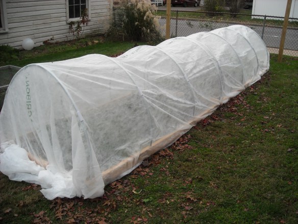 Winter garden under a row cover.
