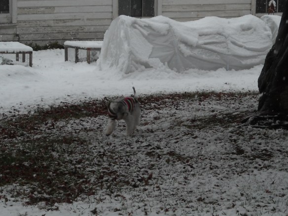 The winter garden with snow.