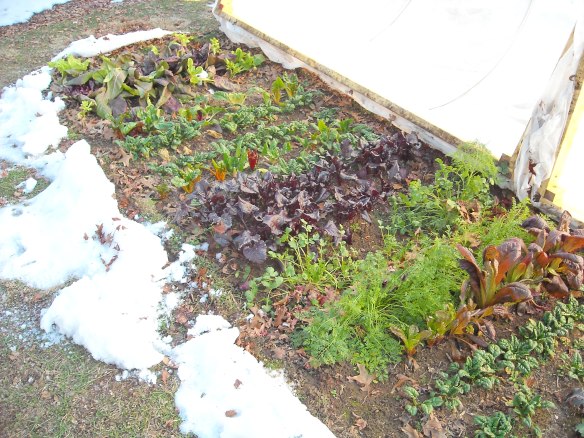 Winter Garden Vegetables.