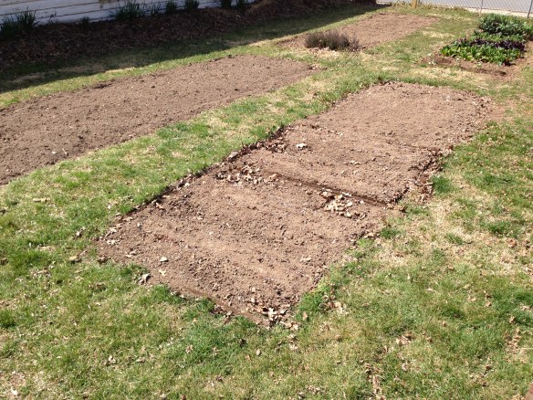 Peas planted in the spring garden
