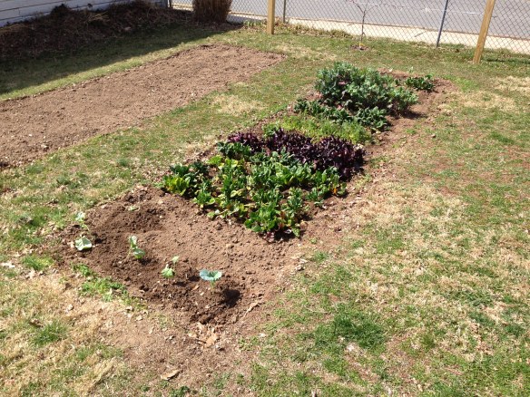 Spring garden 4-7-13