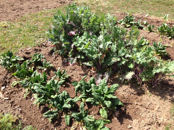 Kale in the spring garden