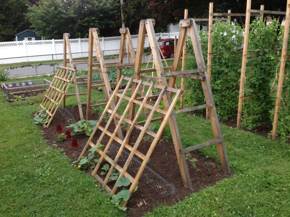 Tomato and Cucumber Ladders