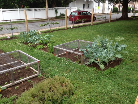 Vegetables growing in the spring garden.