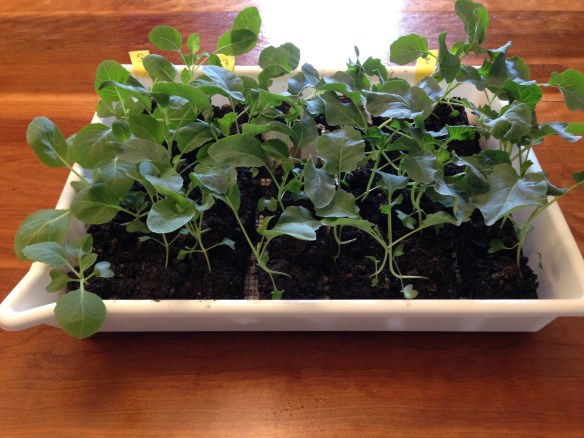 Seedlings in tray