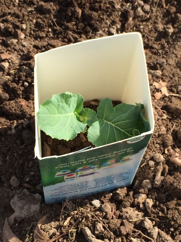 A broccoli plant protected by a milk carton.