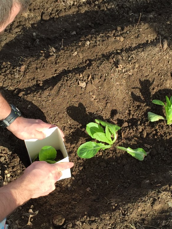 Placing a milk carton around a lettuce plant