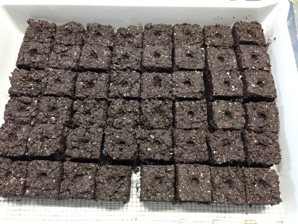 Soil block in the tray