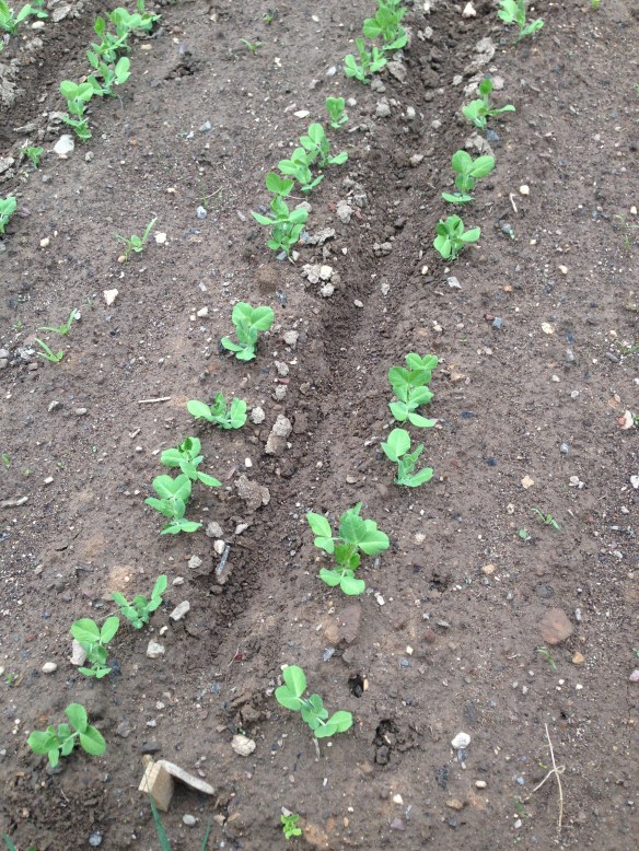 Sugar Snap Peas in rows