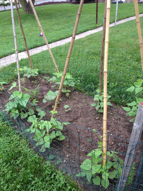 Pole beans growing on bamboo tepees.