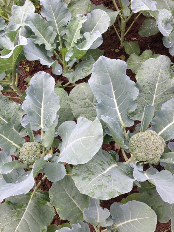 Two heads of broccoli on the broccoli plants.