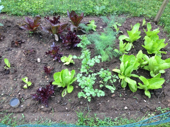 Lettuce and Herbs