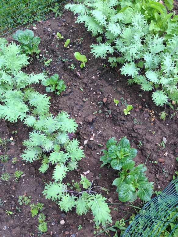 Kale plants growing in the garden