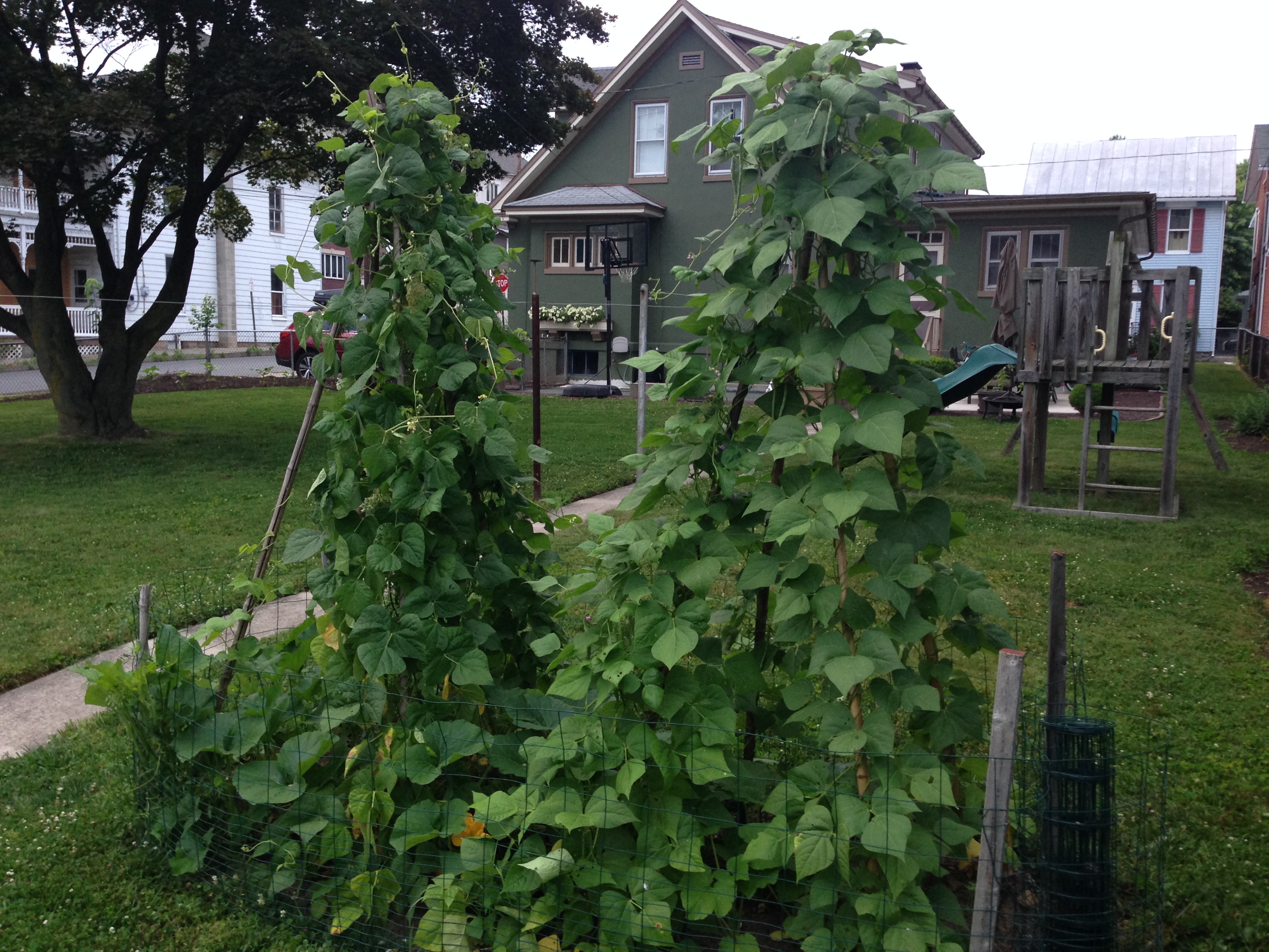 Pole Beans & Squash