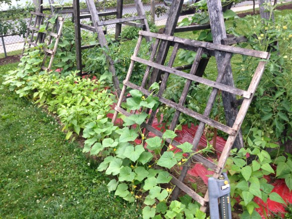Tomatoes, Cucumbers, Peppers and Basil